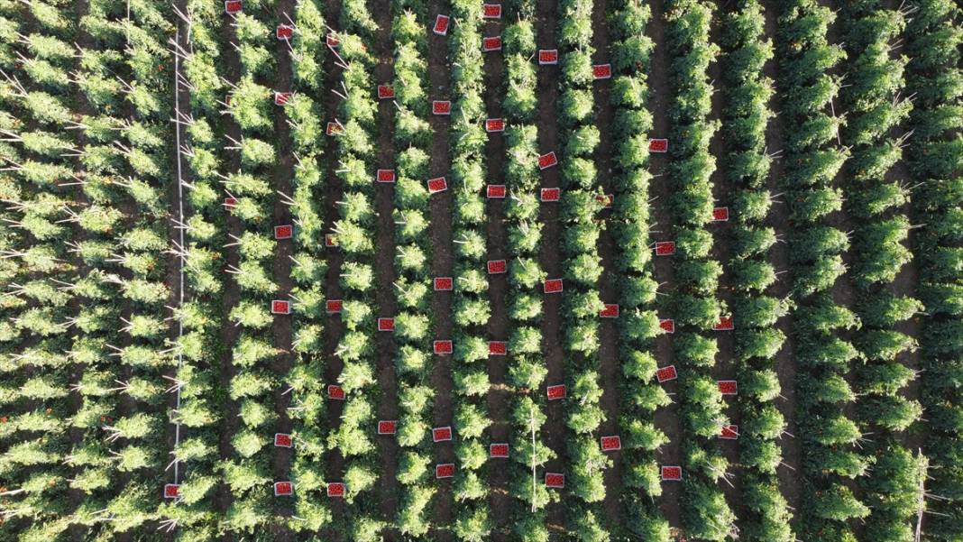 10 köydeki 2500 dekara ekildi tarlada kilosu 15 TL'den satılıyor. Köylü bayram ediyor şafak vakti topluyor - Resim: 2